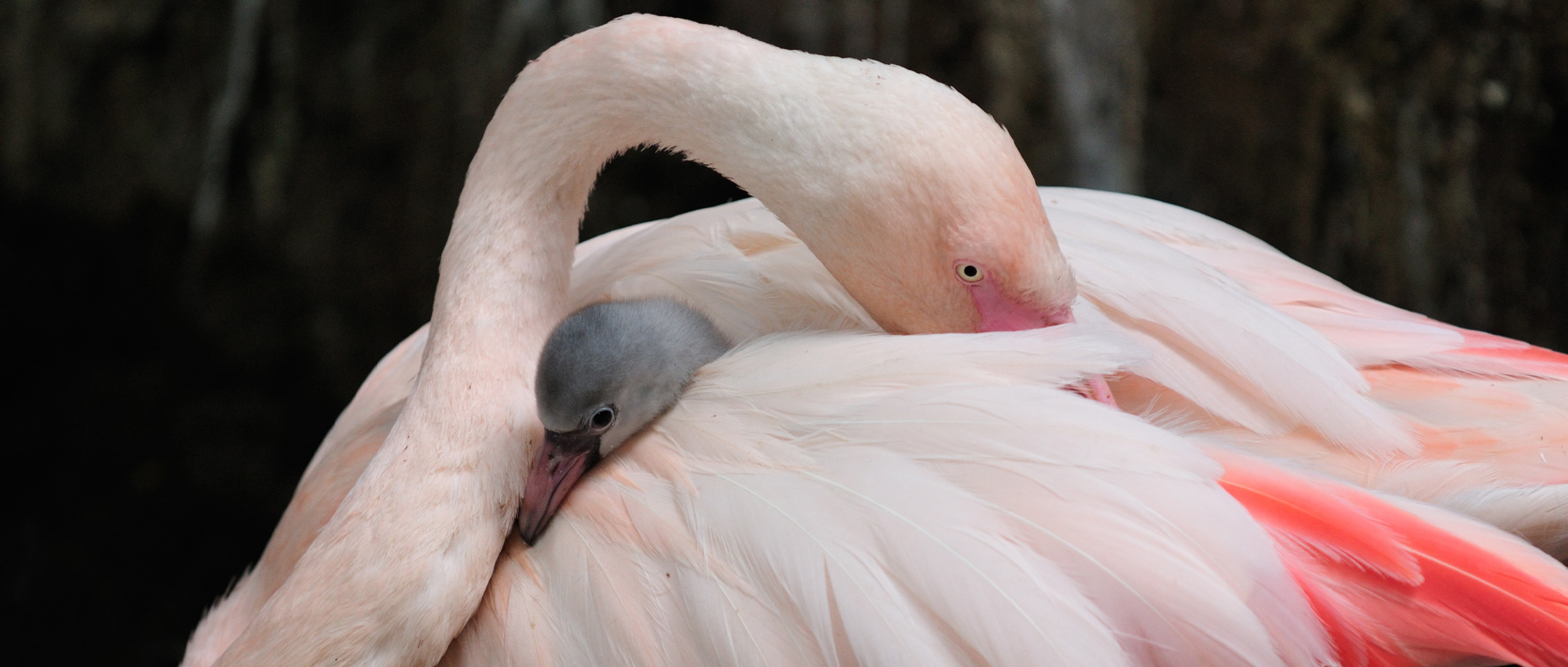 霓星对自然的承诺