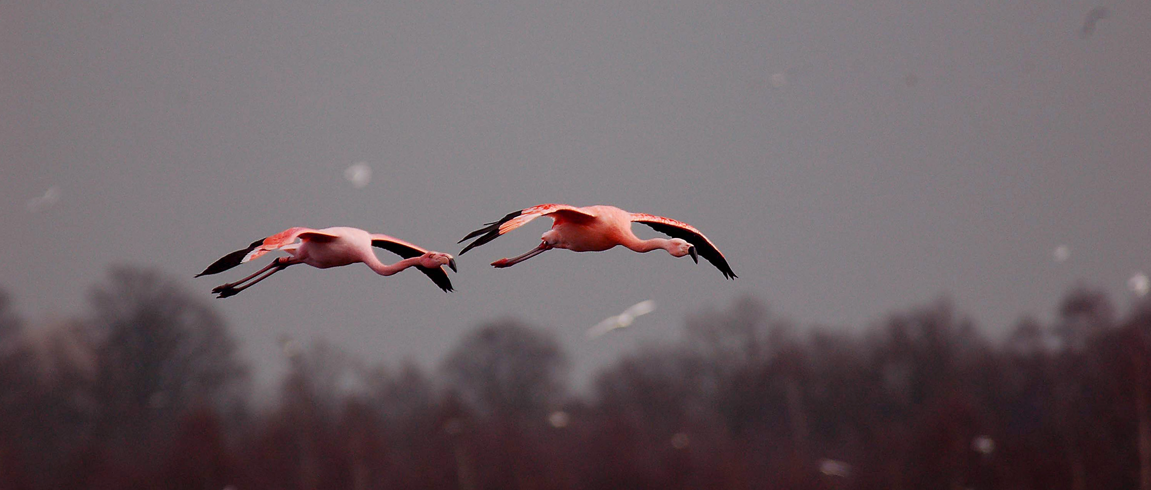 霓星对自然的承诺