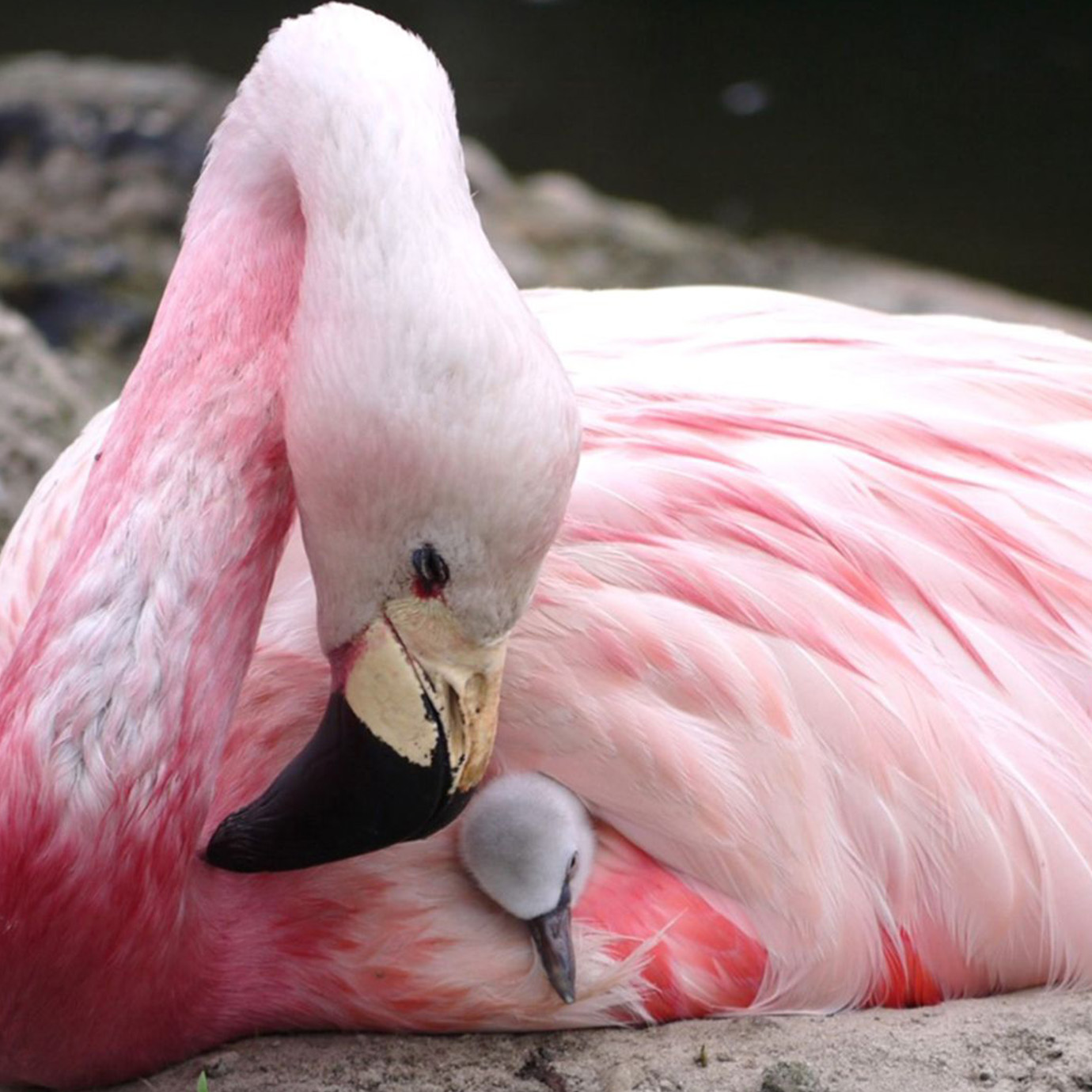 
SPONSORING IN ROZE. DE BETROKKENHEID VAN NIESSING BIJ DE EIGEN REGIO
